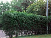 Gartenpflege
